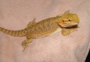 Samice  - citrus hypo x sandfire / yellow dragon - Agama vousatá