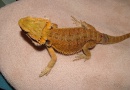 Samice  - Red/orange hypo het trans x sandfire/yellow dragon - Agama vousatá