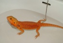 Samice  - RED Hypo Trans - Agama vousatá 