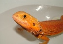 Samice  - RED Hypo Trans - Agama vousatá 