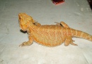 Samice - Citrus/orange hypo - Agama vousatá