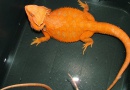 Samec  - RED HYPO TRANS - HAMM - Agama vousatá