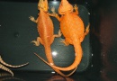 Samec  - RED HYPO TRANS - HAMM - Agama vousatá