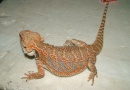 Samice  - Orange Pastel Tiger - Agama vousatá
