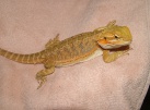 Samice  - citrus hypo x sandfire / yellow dragon - Agama vousatá