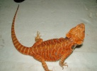 Samec Red / Coral het HYPO  het TRANS LEATHERBACK - Agama vousatá