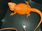 Samec  - RED HYPO TRANS - HAMM - Agama vousatá