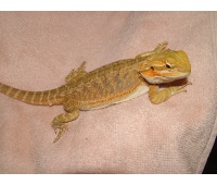 Samice  - citrus hypo x sandfire / yellow dragon - Agama vousatá