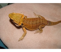 Samice  - Red/orange hypo het trans x sandfire/yellow dragon - Agama vousatá