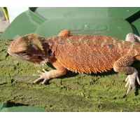 Samec -  Red orange het HYPO - Holand - Agama vousatá