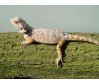 Samice - Citrus/orange hypo - Agama vousatá