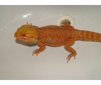 Samec - Red het-hypo, het-trans - Agama vousatá 