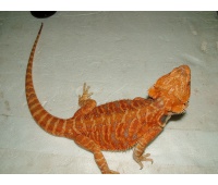 Samec Red / Coral het HYPO  het TRANS LEATHERBACK - Agama vousatá