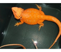 Samec  - RED HYPO TRANS - HAMM - Agama vousatá