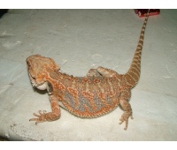 Samice  - Orange Pastel Tiger - Agama vousatá