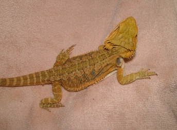 Samice  - citrus hypo x sandfire / yellow dragon - Agama vousatá