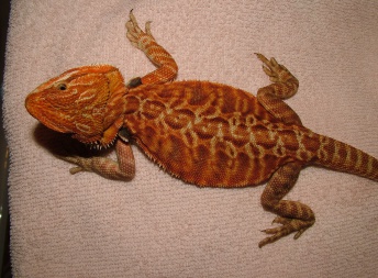 Samice  - Red Leatherback - Agama vousatá