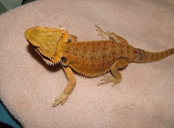 Samice  - Red/orange hypo het trans x sandfire/yellow dragon - Agama vousatá