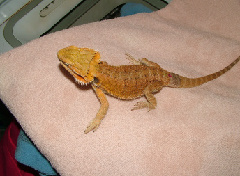 Samice  - Red/orange hypo het trans x sandfire/yellow dragon - Agama vousatá