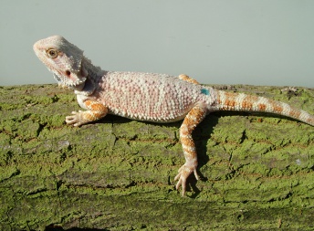 Samice - Citrus/orange hypo - Agama vousatá