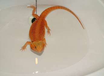 Samice  - RED Hypo Trans - Agama vousatá 