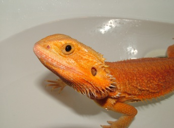 Samice  - RED Hypo Trans - Agama vousatá 