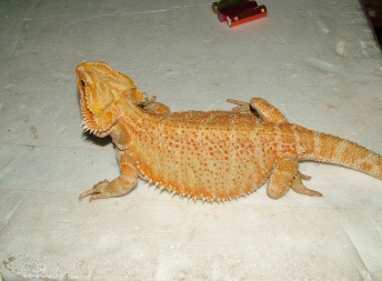 Samice - Citrus/orange hypo - Agama vousatá