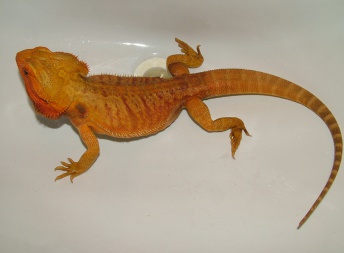 Samec  - Red / Coral HYPO TRANS - Agama vousatá