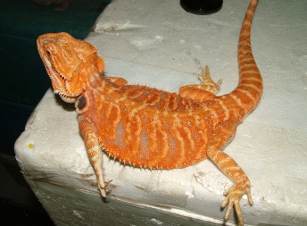 Samec Red / Coral het HYPO  het TRANS LEATHERBACK - Agama vousatá