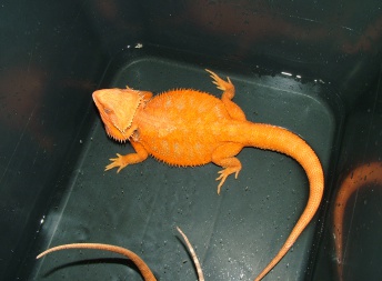 Samec  - RED HYPO TRANS - HAMM - Agama vousatá