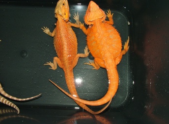 Samec  - RED HYPO TRANS - HAMM - Agama vousatá