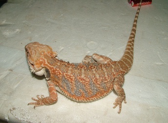 Samice  - Orange Pastel Tiger - Agama vousatá